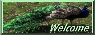 Peacock Set